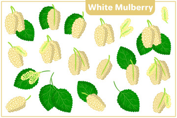 Set of vector cartoon illustrations with White Mulberry exotic fruits, flowers and leaves isolated on white background