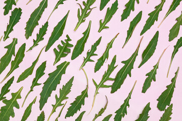 Fresh arugula on color background
