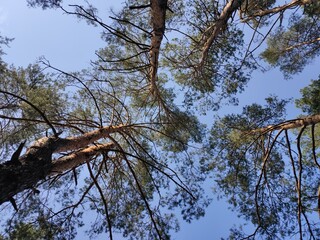 a beautiful pine trees in the forest