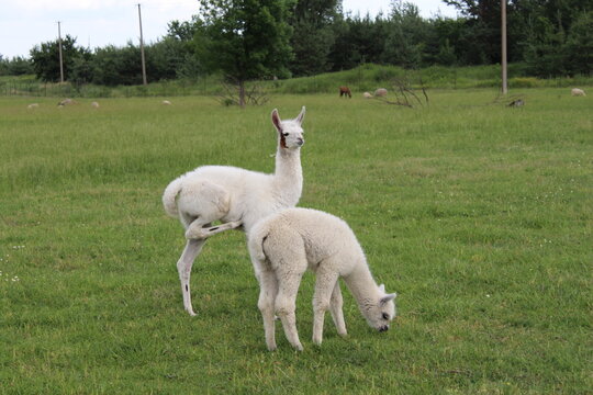 young white llamas on the grass