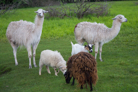 llamas and goats on the grass