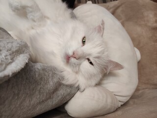 white cat sleeping on the couch