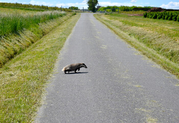 Dachs rennt über die Straße © schreiberVIS