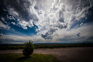 Obraz premium Vinyard view