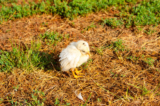 Snowy Owl In The Grass