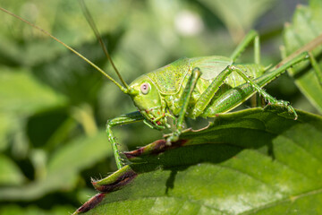 Great green bush-cricket male. Tettigonia viridissima. Closeup