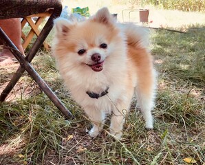 Fototapeta premium chihuahua in the grass