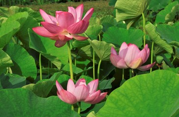 Fototapeta premium はすの花