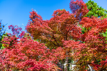 紅葉越しに見上げる青空　けいはんな記念公園　秋　11月