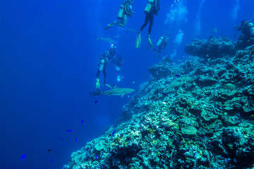 Naklejka na ściany i meble 青く澄んだ外洋に面したサンゴ礁を行くダイバーたち。ミクロネシア連邦ヤップ島