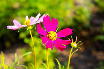 Obraz premium cosmos flower in the garden