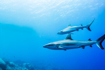 青く透明な海面下を背景に泳ぐオグロメジロザメ（Carcharhinus amblyrhynchos）。英語名グレーリーフシャークも一般的。ミクロネシア連邦ヤップ島