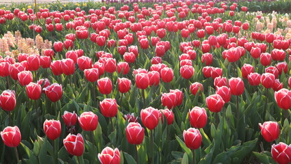field of tulips