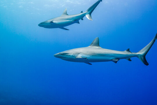 2 Best シャーク Images Stock Photos Vectors Adobe Stock