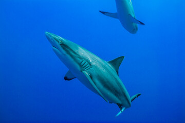 群青色に染まる海を悠々と泳ぐオグロメジロザメ（Carcharhinus amblyrhynchos）。グレーリーフシャークと英語名で呼ばれることも。ミクロネシア連邦ヤップ島