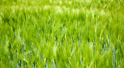 il vento muove le spighe di frumento a primavera