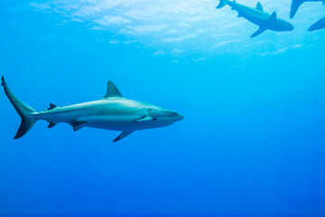 海面下間近を泳ぐオグロメジロザメ, carcharhinus amblyrhynchos。グレーリーフシャークとも呼ばれる。ミクロネシア連邦ヤップ島