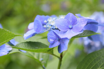 あじさいの花