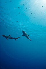 Obraz na płótnie Canvas 海面下間近を泳ぐオグロメジロザメ, carcharhinus amblyrhynchos。グレーリーフシャークとも呼ばれる。ミクロネシア連邦ヤップ島