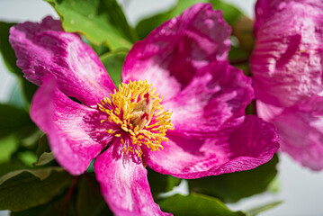 Paeonia daurica with green leaves