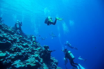 シャークダイビング。リーフの影に隠れサメを待つダイバーたち。ミクロネシア連邦ヤップ島