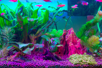 Obraz na płótnie Canvas Free-swimming aquarium fish in a fish tank.
