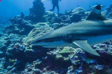 Fototapeta na wymiar オグロメジロザメ、carcharhinus amblyrhynchos、の頭部クローズアップ。ミクロネシア連邦ヤップ島