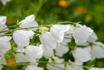 Obraz premium White garden bells in raindrops on a blurred background.