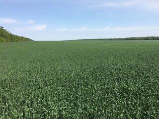 green field and blue sky