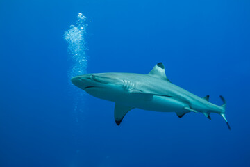 ツマグロザメ、Carcharhinus melanopterus (Quoy & Gaimard, 1824)、英語名のブラックチップリーフシャークとも呼ばれる。ブルーバック。サイドビュー、ローアングルビュー。ミクロネシア連邦ヤップ島