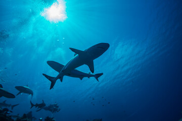 シャーク、シルエット。背景に、強い太陽光が差し込む静かな海面。ミクロネシア連邦ヤップ島