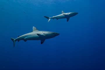 Naklejka premium 二匹のオグロメジロザメ, carcharhinus amblyrhynchos 。ブルーバック。ミクロネシア連邦ヤップ島