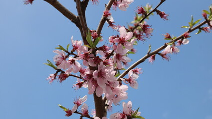 pink cherry blossom