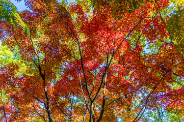 太陽の光を透かしとおす紅葉