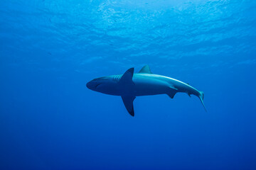 水面近くを泳ぐオグロメジロザメ, carcharhinus amblyrhynchos, 英語名グレーリーフシャーク。ミクロネシア連邦ヤップ島