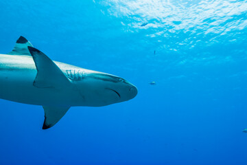 ツマグロザメ、Carcharhinus melanopterus (Quoy & Gaimard, 1824)、英語名のブラックチップリーフシャークとも呼ばれる。ブルーバック。頭部クローズアップ。ミクロネシア連邦ヤップ島