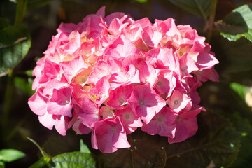 Pink hydrangea flowers in a garden during summer