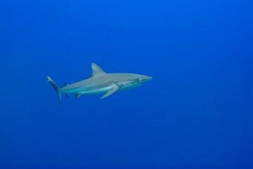 青い海を背景に泳ぐオグロメジロザメ, carcharhinus amblyrhynchos 。ミクロネシア連邦ヤップ島