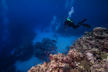 海底に向けて潜航するダイバー。ブルーバック。ミクロネシア連邦ヤップ島