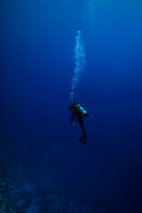 真っ青に透き通る海中で浮遊感を楽しむダイバー。ミクロネシア連邦ヤップ島