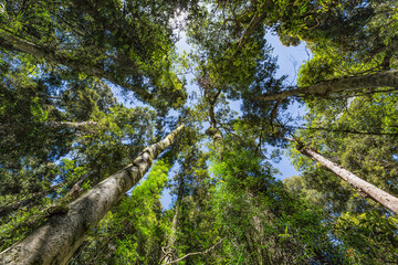 Fototapeta premium trees in the forest