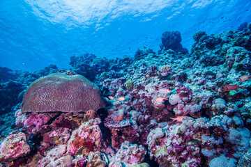 Fototapeta na wymiar カラフルな南海のサンゴ礁。ミクロネシア連邦ヤップ島