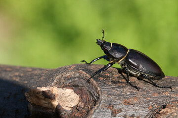 A magnificent rare female Stag Beetle, Lucanus cervus, walking over a dead log in woodland.