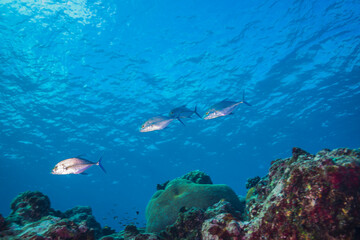 Obraz na płótnie Canvas サンゴ礁の浅瀬を行くカスミアジ、Caranx melampygus · Cuvier, 1833、 の小さな群れ。胸鰭が黄色く若い個体と思われる。ミクロネシア連邦ヤップ島