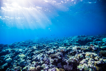 太陽光線が差し込むサンゴ礁。共生藻類が海中の二酸化炭素を取り込みサンゴ礁が形成されていく。ミクロネシア連邦ヤップ島