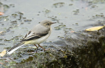 A cute fledgling Grey Wagtail, Motacilla cinerea, hunting for food on top of a weir.