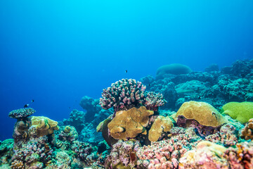 Fototapeta na wymiar カラフルな南海のサンゴ礁。ミクロネシア連邦ヤップ島