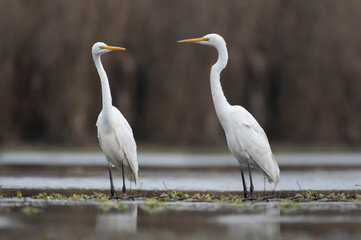 Great egrets standing in lake 