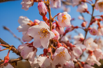 青空に桜とつぼみ