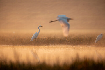 Great egrets fishing at sunrise